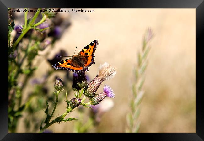  Tortoiseshell Butterfly Framed Print by Jim Jones