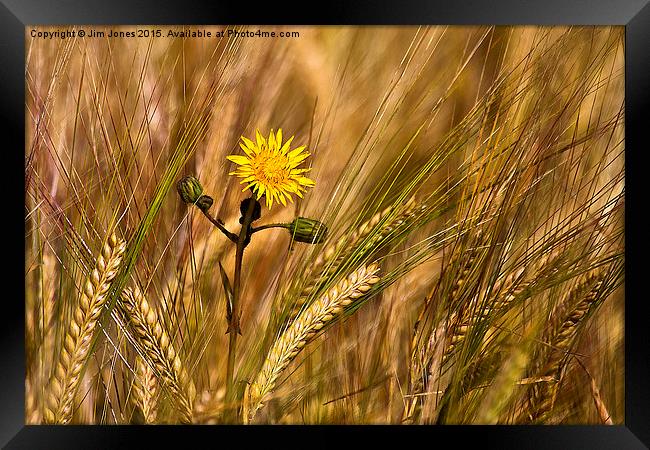  Dandelion and barley Framed Print by Jim Jones