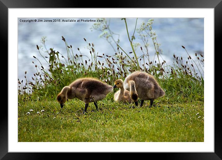  Gorgeous grazing goslings  Framed Mounted Print by Jim Jones