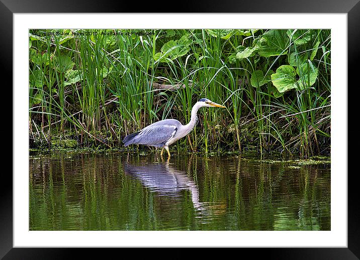  Reflected in all its glory Framed Mounted Print by Jim Jones
