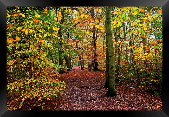  Autumn Woodland Framed Print by Jim Jones
