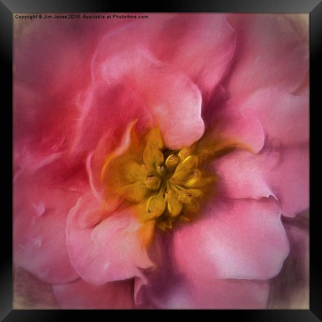 Delicate Bloom A Macro Artistic Begonia Framed Print by Jim Jones