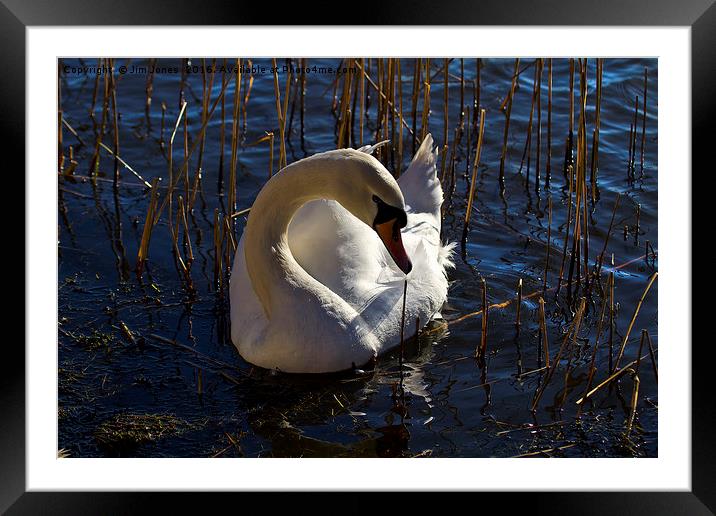 Mute Swan amongst the reeds Framed Mounted Print by Jim Jones