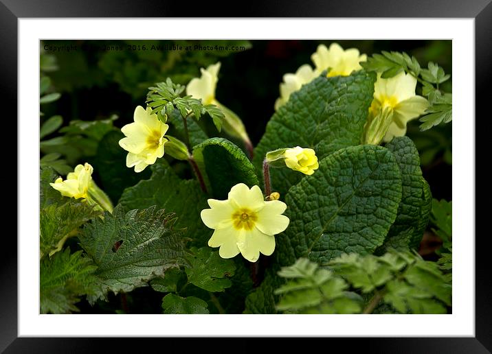 Springtime Primroses Framed Mounted Print by Jim Jones