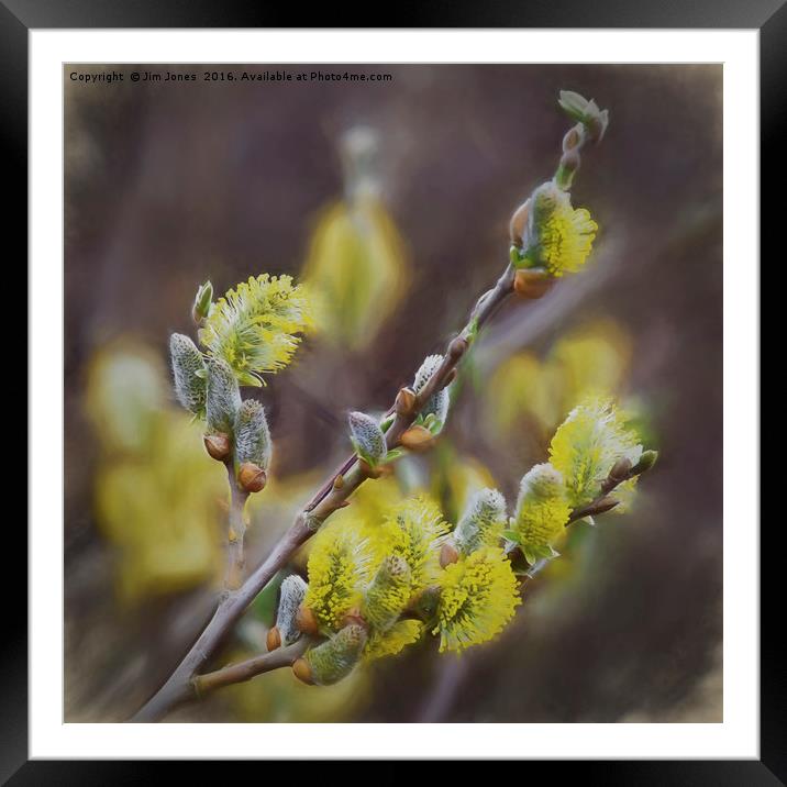 Smudged Pussy Willow Framed Mounted Print by Jim Jones