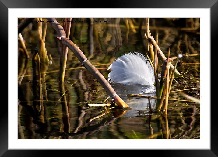 Discarded Swan feather Framed Mounted Print by Jim Jones