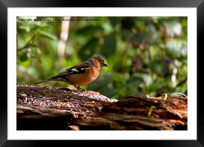 Chaffinch portrait Framed Mounted Print by Jim Jones