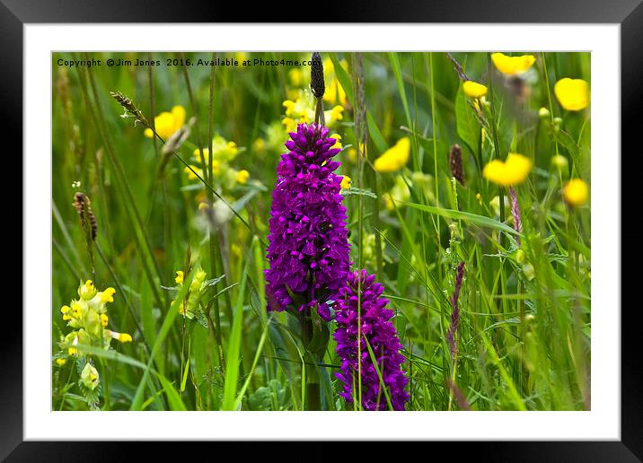 Orchid in flower meadow Framed Mounted Print by Jim Jones