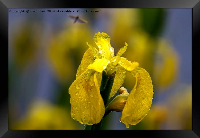 Yellow Iris in the rain Framed Print by Jim Jones