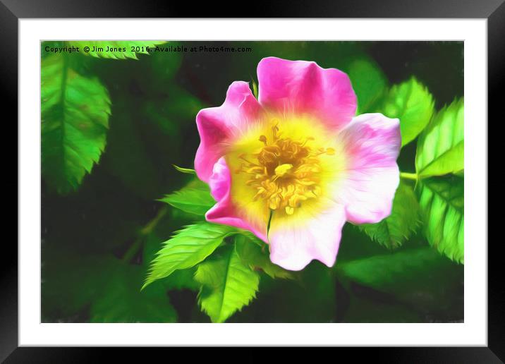 Artistic Dog Rose Framed Mounted Print by Jim Jones