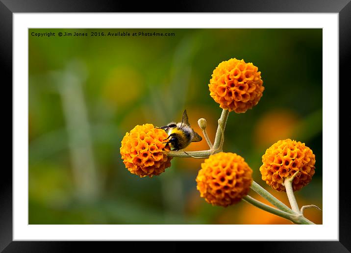 Busy bee on buddleia Framed Mounted Print by Jim Jones