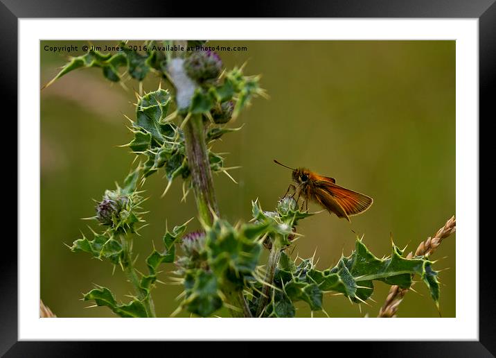 Butterfly on thistle Framed Mounted Print by Jim Jones