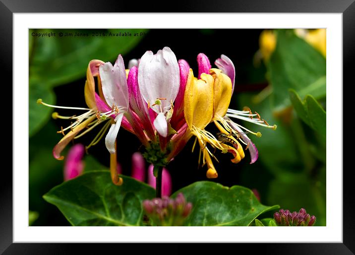 Wild Honeysuckle Framed Mounted Print by Jim Jones