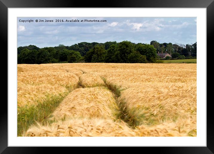 Golden Barley Field Framed Mounted Print by Jim Jones