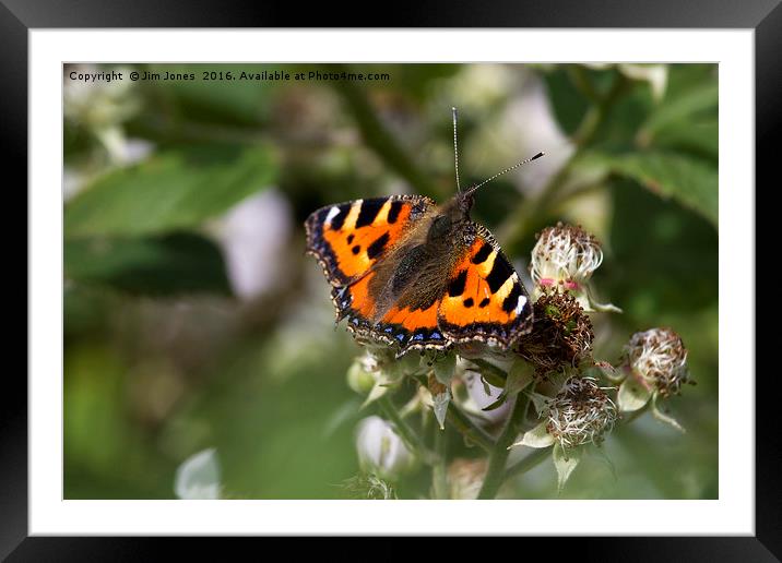 Butterfly on bramble flower Framed Mounted Print by Jim Jones