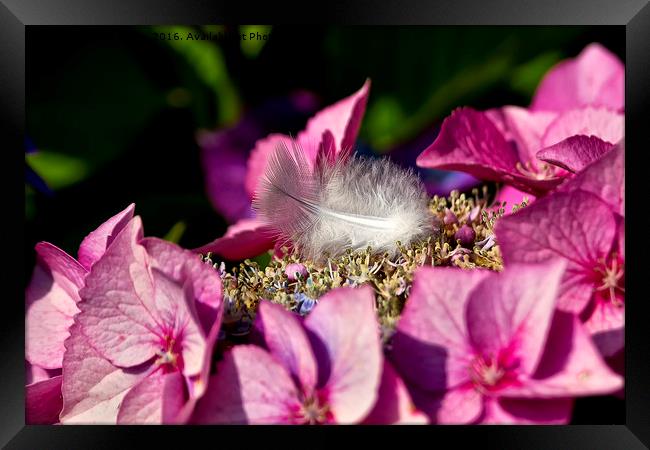 Feather bedded Framed Print by Jim Jones