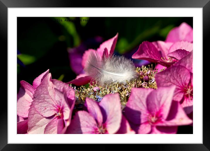 Feather bedded Framed Mounted Print by Jim Jones