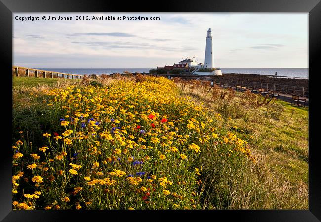 Wild flowers and St Mary's Island Framed Print by Jim Jones