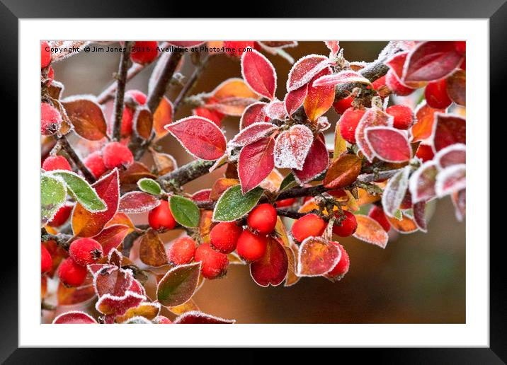 Frosted Berries Framed Mounted Print by Jim Jones