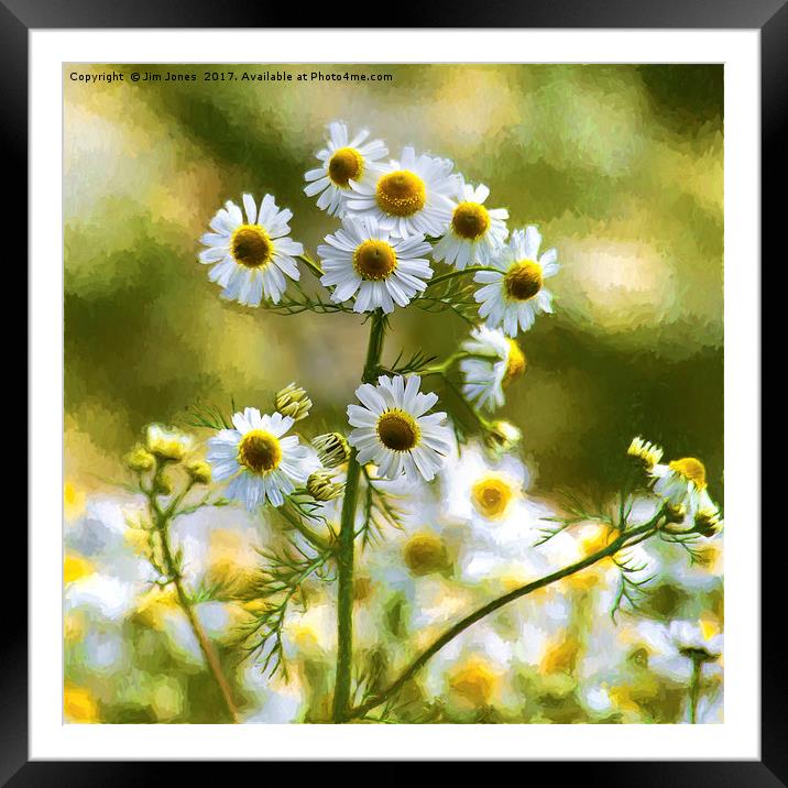 Artistic Ox-eye Daisies Framed Mounted Print by Jim Jones