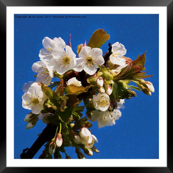 Artistic Hawthorne Blossom Framed Mounted Print by Jim Jones