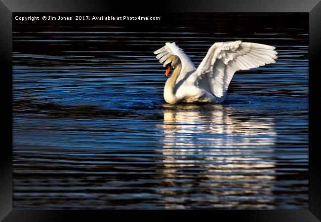 Stretching Swan Framed Print by Jim Jones