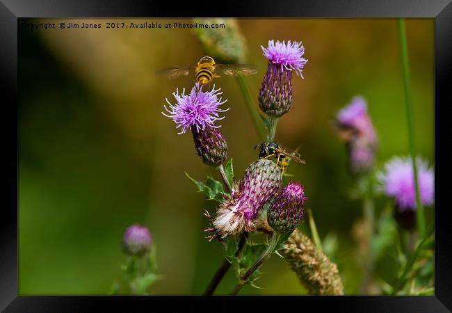 Just buzzin' around Framed Print by Jim Jones