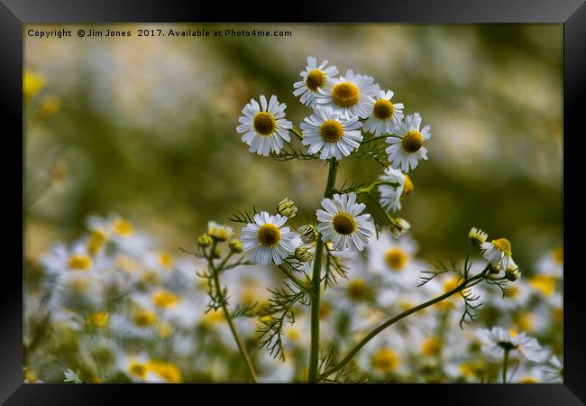 Wild Ox-eye Daisies Framed Print by Jim Jones