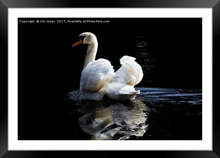 Mute Swan Reflection Framed Mounted Print by Jim Jones