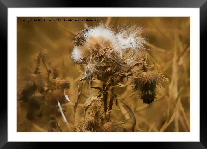 Dead Thistle with pastel filter Framed Mounted Print by Jim Jones