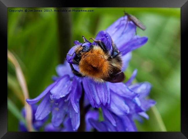 Bumble Bee and Bluebells Framed Print by Jim Jones