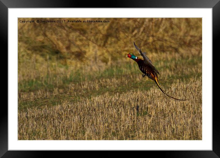 Pheasant in flight Framed Mounted Print by Jim Jones