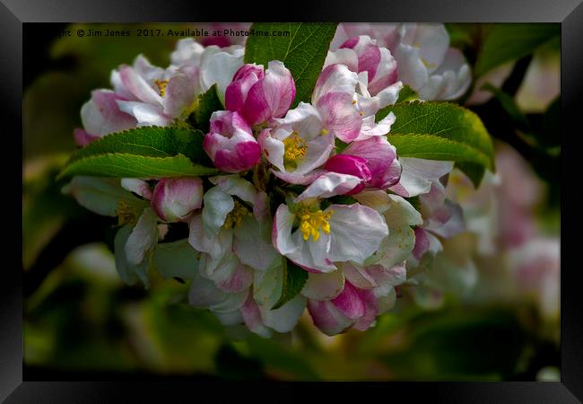 Apple blossom time Framed Print by Jim Jones