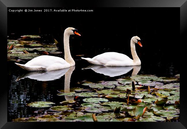 Two swans aswimming Framed Print by Jim Jones