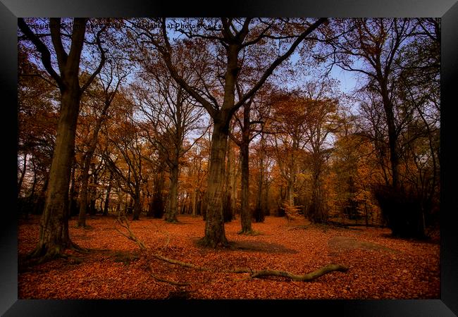 Autumn Woodland Framed Print by Jim Jones