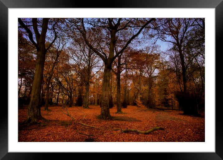 Autumn Woodland Framed Mounted Print by Jim Jones