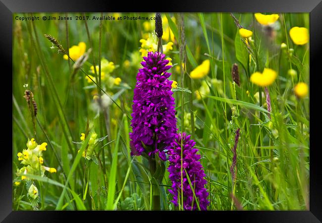 Orchids in a Summer Meadow Framed Print by Jim Jones