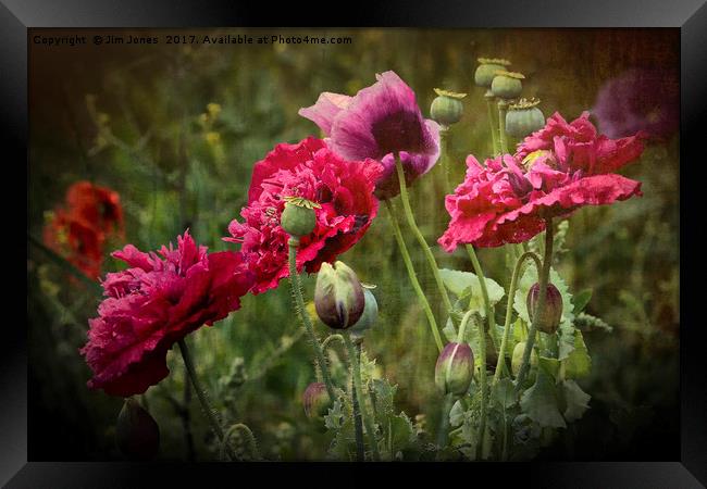 Vibrant Wild Poppies Framed Print by Jim Jones