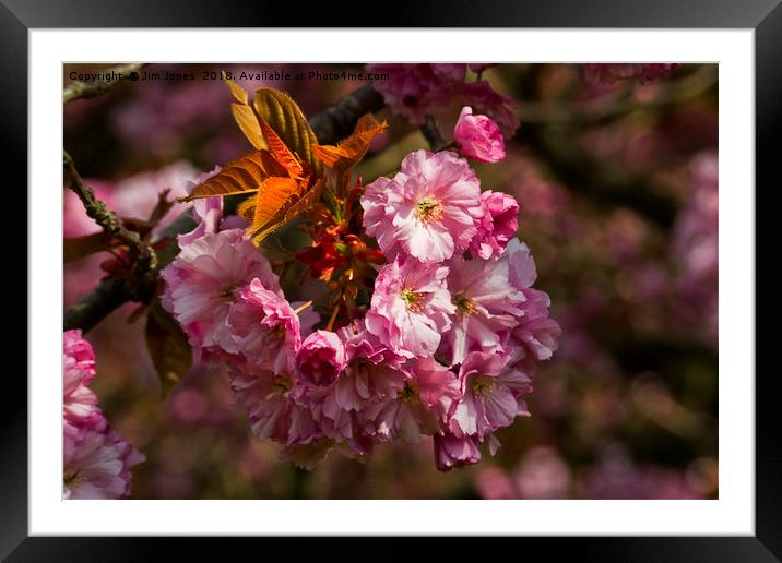 Cherry Blossom in sunshine Framed Mounted Print by Jim Jones