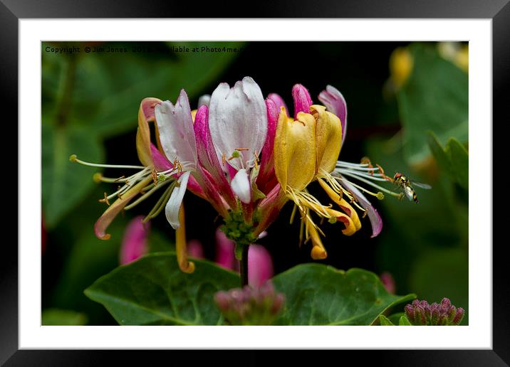 Honeysuckle and Hoverfly Framed Mounted Print by Jim Jones