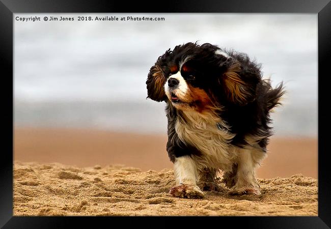 Little dog on a windy beach Framed Print by Jim Jones