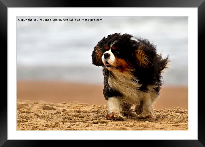 Little dog on a windy beach Framed Mounted Print by Jim Jones