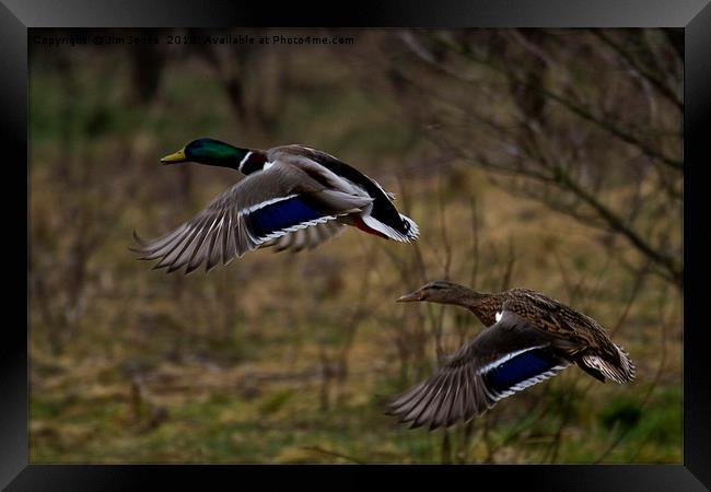 Mallard Ducks in flight Framed Print by Jim Jones