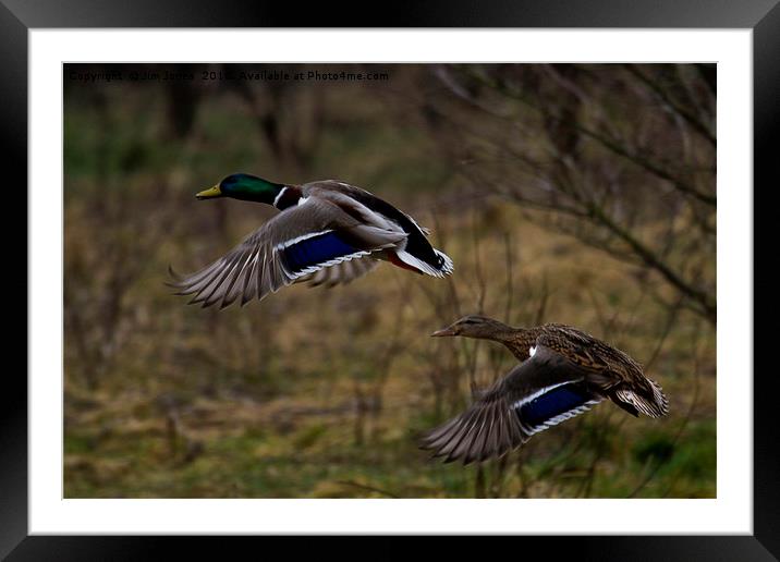 Mallard Ducks in flight Framed Mounted Print by Jim Jones