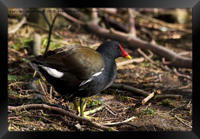 Moorhen walkabout Framed Print by Jim Jones