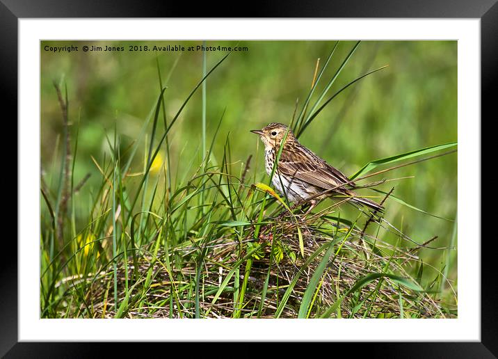 Meadow Pipit Framed Mounted Print by Jim Jones