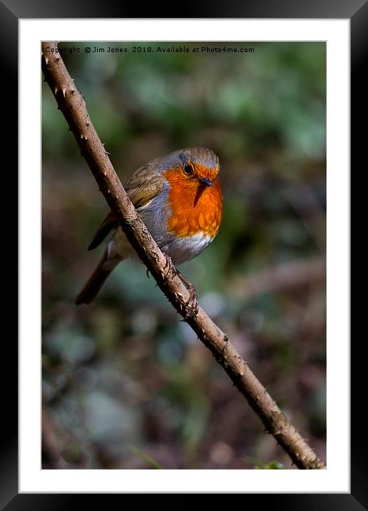 Robin perched on a rose branch Framed Mounted Print by Jim Jones