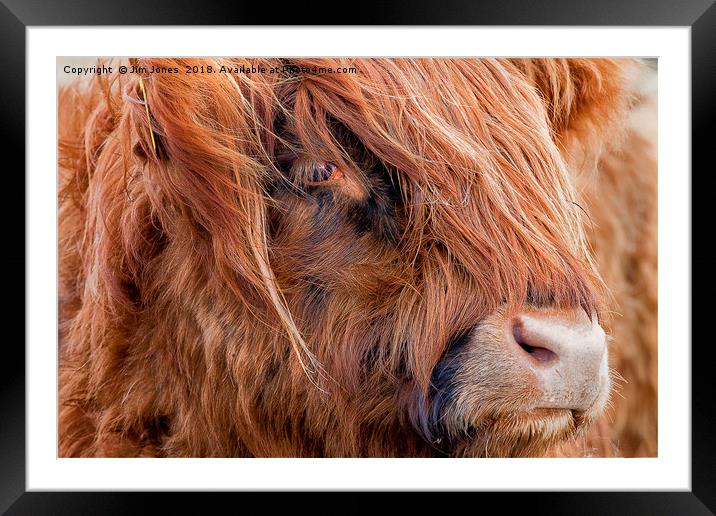 Highland Cow portrait Framed Mounted Print by Jim Jones