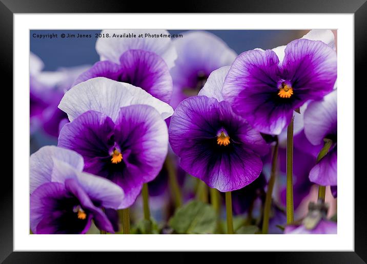 Pretty Purple Pansies Framed Mounted Print by Jim Jones