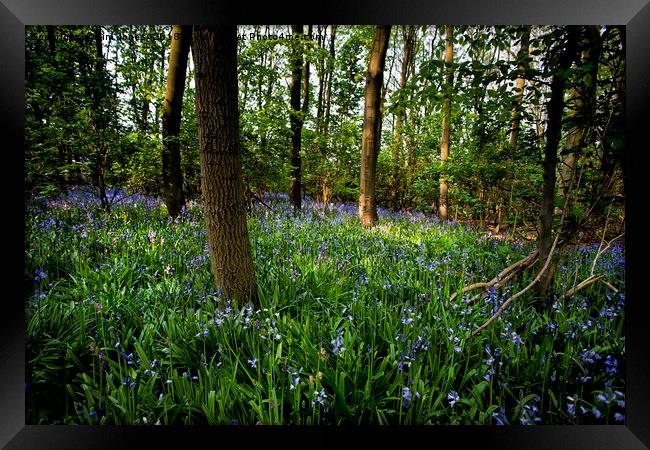 Dappled sunshine in Bluebell Woods Framed Print by Jim Jones